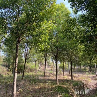 14公分香樟