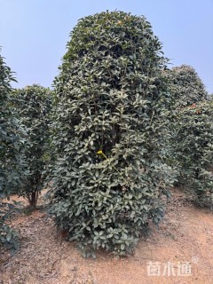 高度250厘米丛生桂花