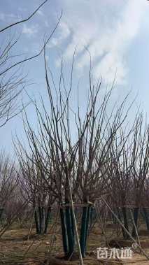 高度800厘米丛生五角枫