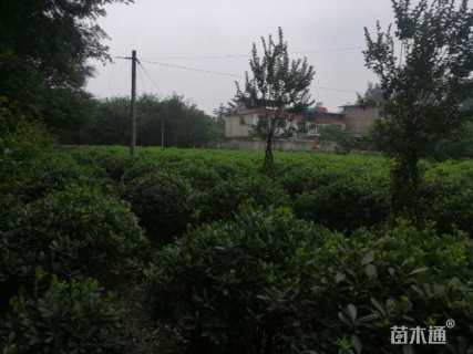 冠幅1200厘米海桐球