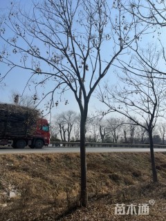 12公分栾树