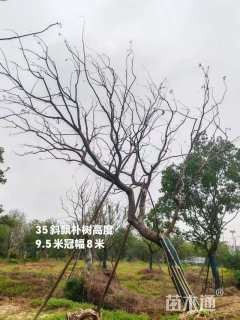 25公分朴树