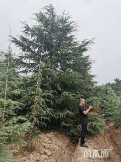 高度1100厘米雪松