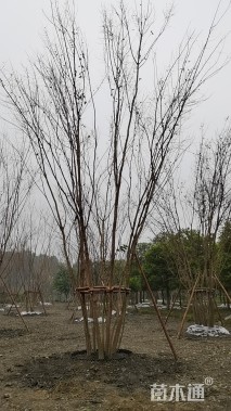 30公分三角枫