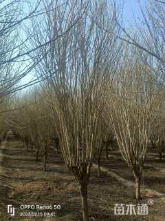 高度500厘米木槿