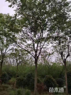 20公分朴树
