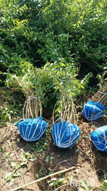 冠幅80厘米金叶连翘球