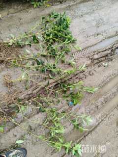 高度60厘米连翘