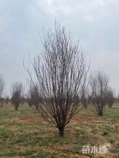 高度400厘米丛生紫叶李