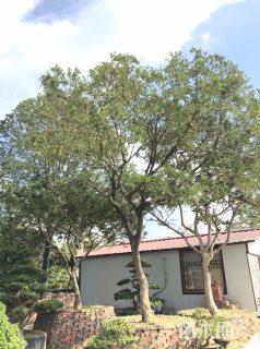高度580厘米黄杨