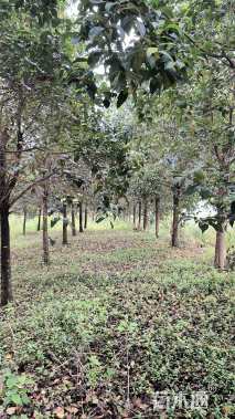 14公分大叶女贞