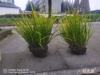 高度2030厘米金叶石菖蒲