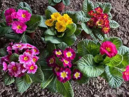 高度15厘米优质报春花