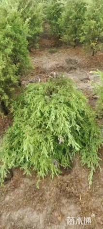 高度150厘米桧柏