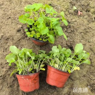 高度10厘米二月兰