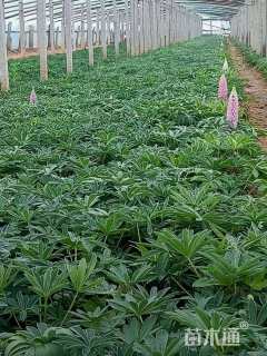 高度20厘米羽扇豆