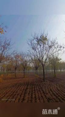 18公分黄山栾树