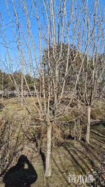 10公分北美海棠