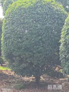 高度400厘米丛生桂花