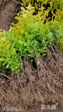 高度13厘米金叶女贞