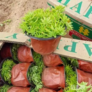 高度5厘米佛甲草