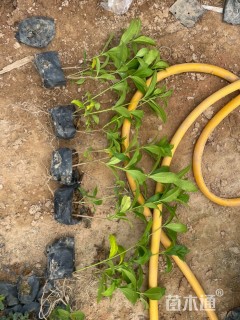 高度30厘米软枝黄蝉