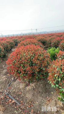 冠幅80厘米红叶石楠球