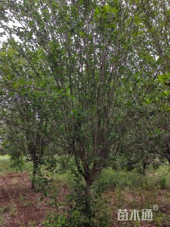 12公分西府海棠