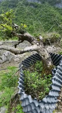 高度1500厘米珍珠黄杨