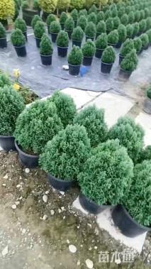 高度60厘米球柏