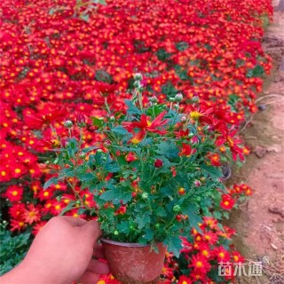 高度24厘米野菊