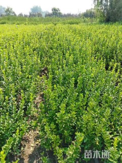 高度35厘米卫矛