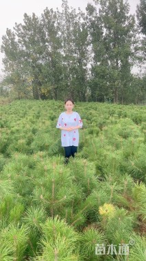 高度100厘米油松