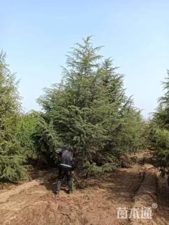 高度500厘米雪松