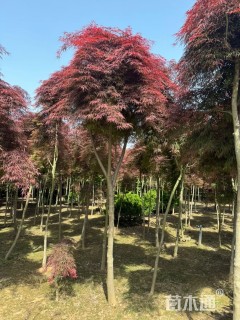 高度180厘米羽毛枫