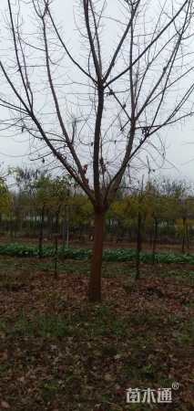 18公分金叶复叶槭