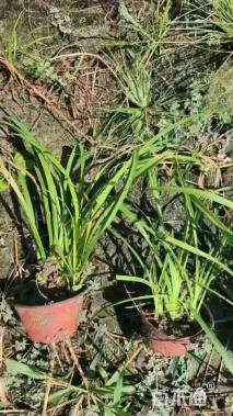 高度40厘米常绿萱草