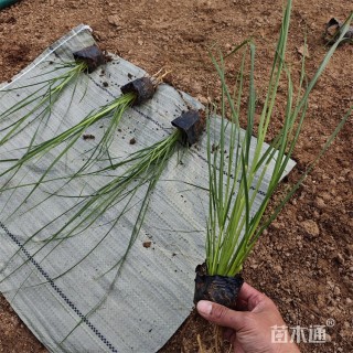 高度28厘米矮蒲苇