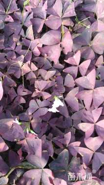 高度15厘米紫叶酢浆草