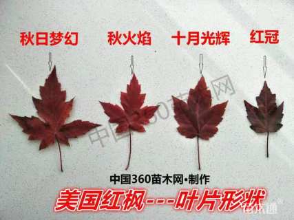 4公分美国红枫