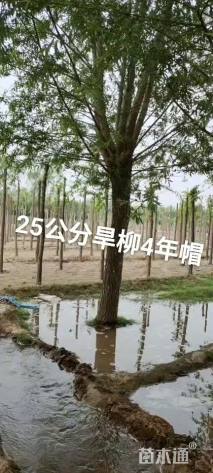 25公分旱柳