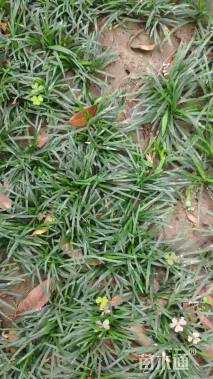 高度30厘米玉龙草