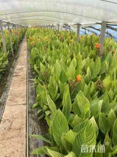 高度50厘米花叶美人蕉