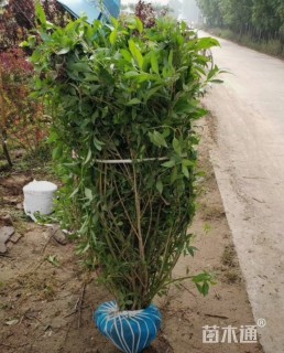 高度150厘米连翘