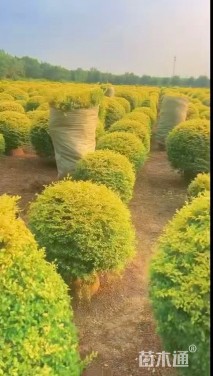 冠幅120厘米亮晶女贞球