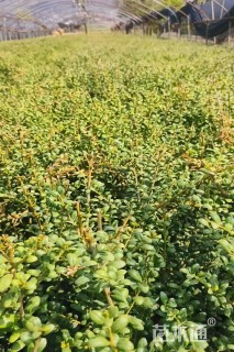 高度30厘米龟甲冬青