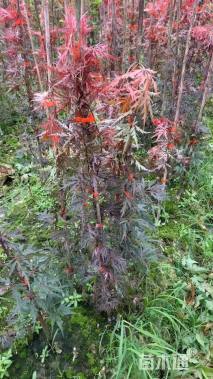 高度80厘米红羽毛枫小苗