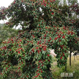 10公分铁丹青