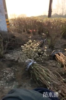 高度120厘米结香球