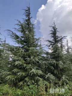 高度600厘米雪松
